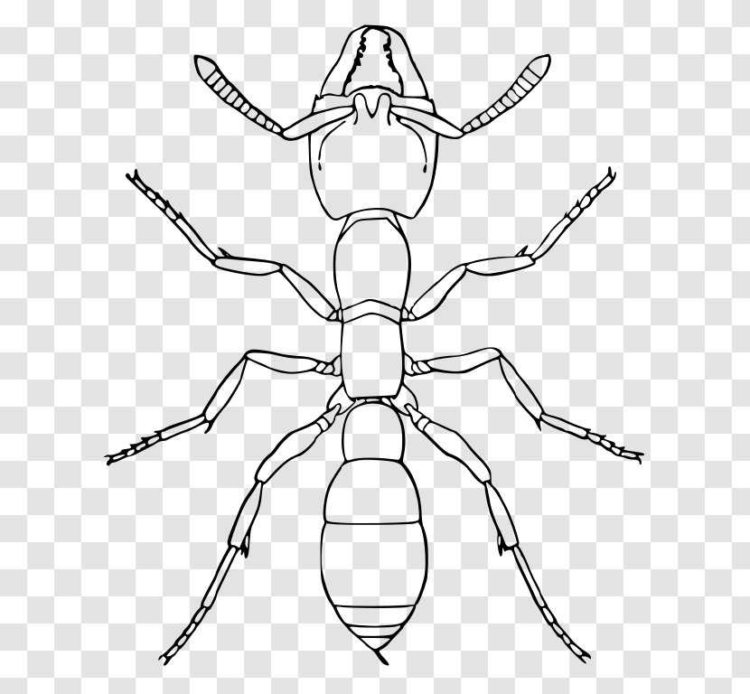 Amblyopone Pallipes Insect Apocrita Wikipedia - Pavement Ant Transparent PNG