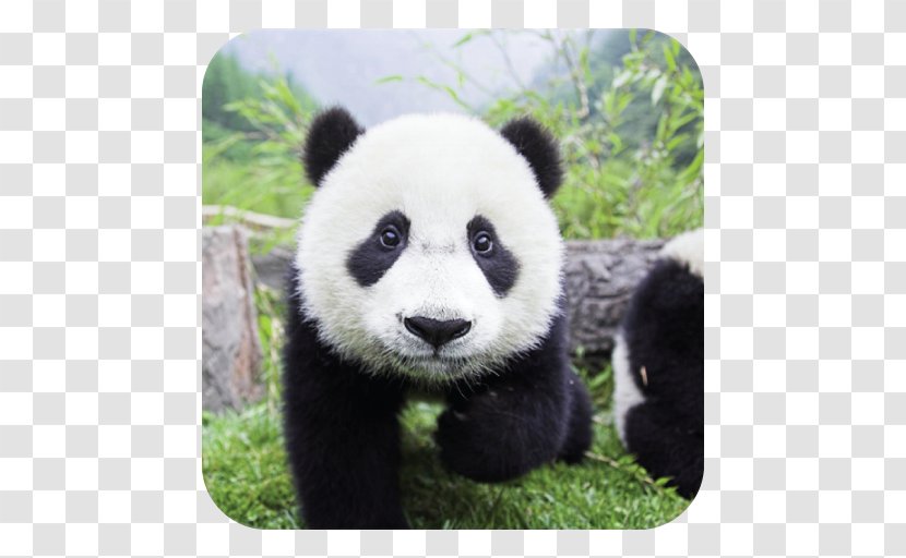 Giant Panda Bear Cute Love: The Secret Lives Of Pandas Image - Love Transparent PNG
