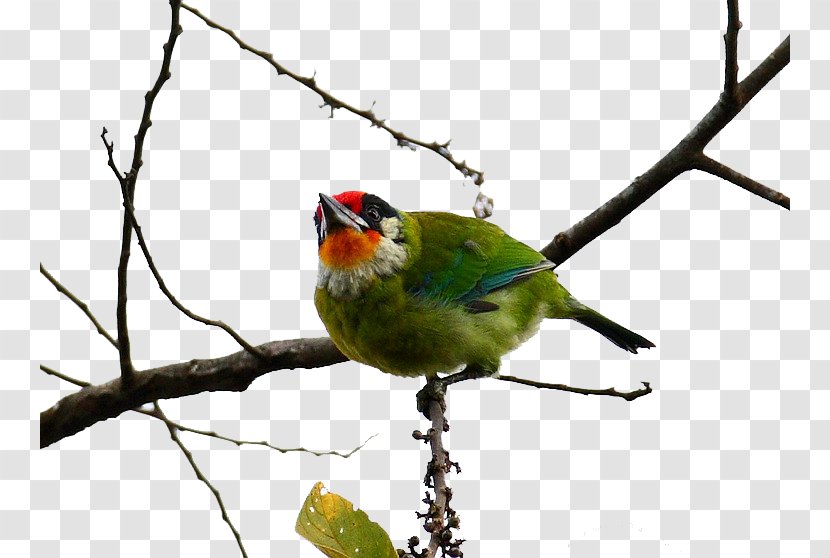 Woodpecker Bird Golden-throated Barbet Megalaima - Piciformes - Golden Monkey Intends Transparent PNG