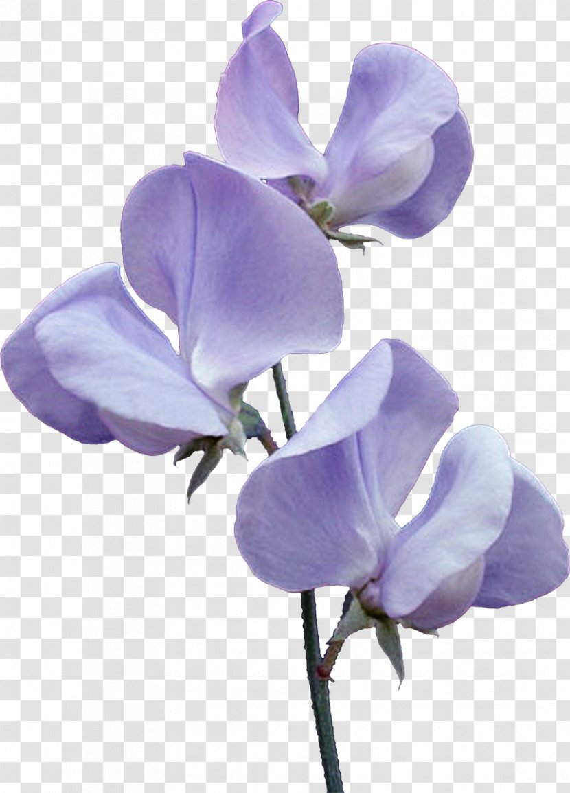 Flower Violet Blue Clip Art Transparent PNG