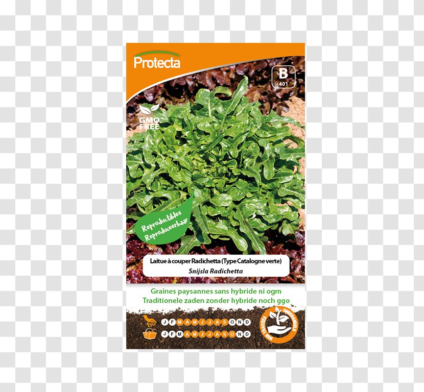 Leaf Vegetable Benih Herb Genetically Modified Organism Seed - Natural Foods - Laitue Transparent PNG