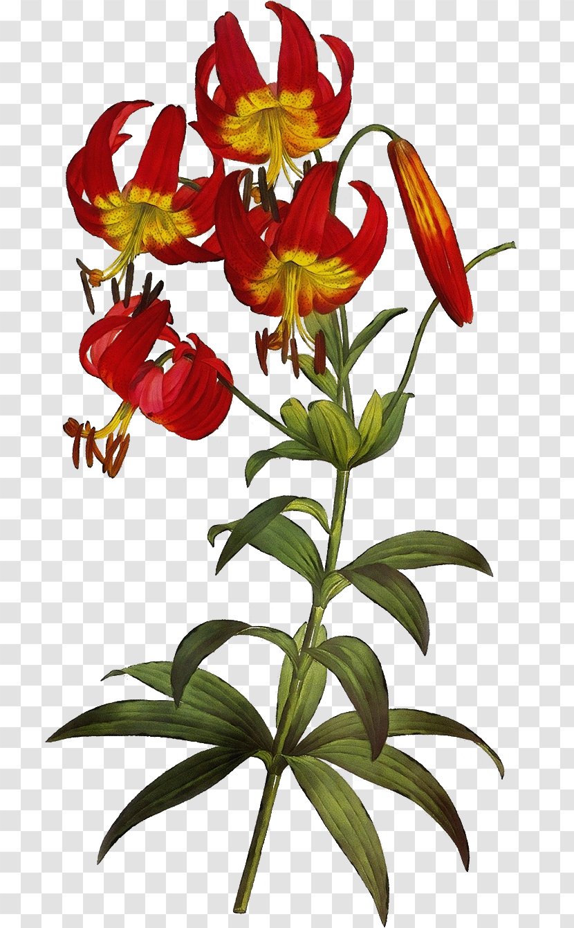 Flower Plant Yellow Canada Lily Fire - Watercolor - Petal Family Transparent PNG