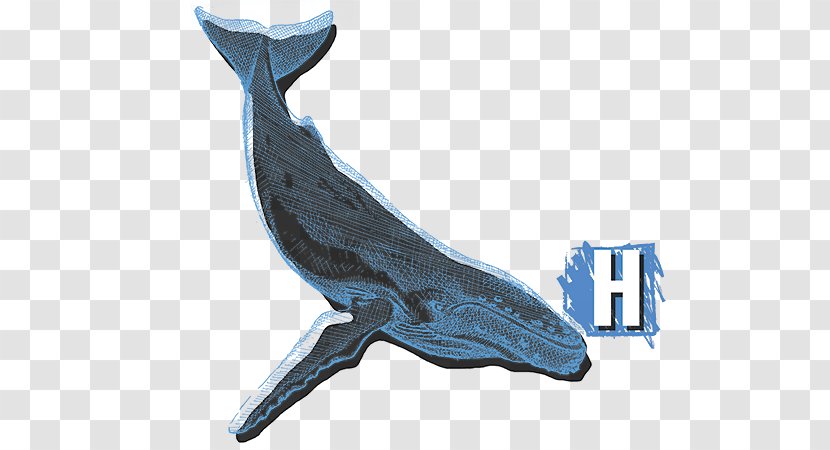 Dolphin Wildlife - Marine Mammal - Humpback Whale Transparent PNG
