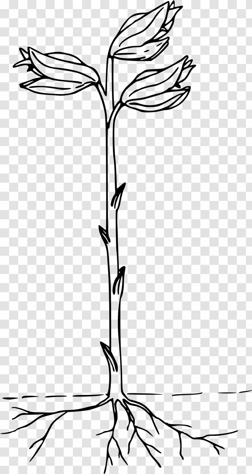 Clip Art - Branch - Flower Plants Transparent PNG