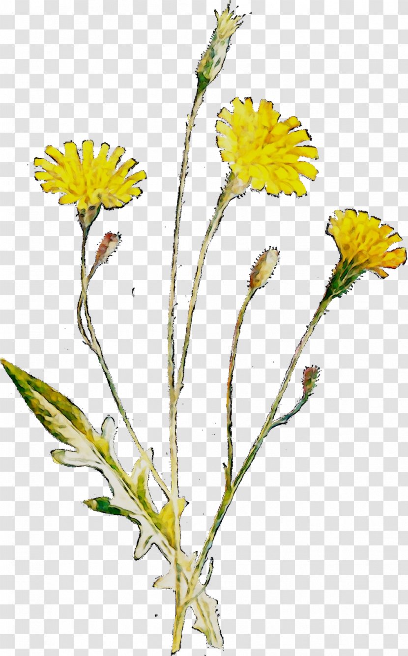 Dandelion Stinking Willie Chrysanthemum Roman Chamomile Flatweed - Pot Marigold - Cut Flowers Transparent PNG