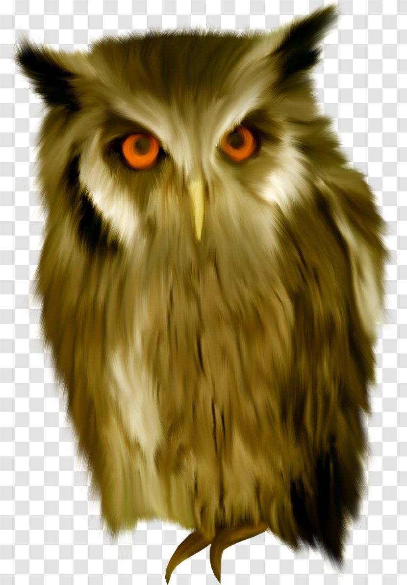 Snowy Owl Bird Clip Art - Digital Image Transparent PNG