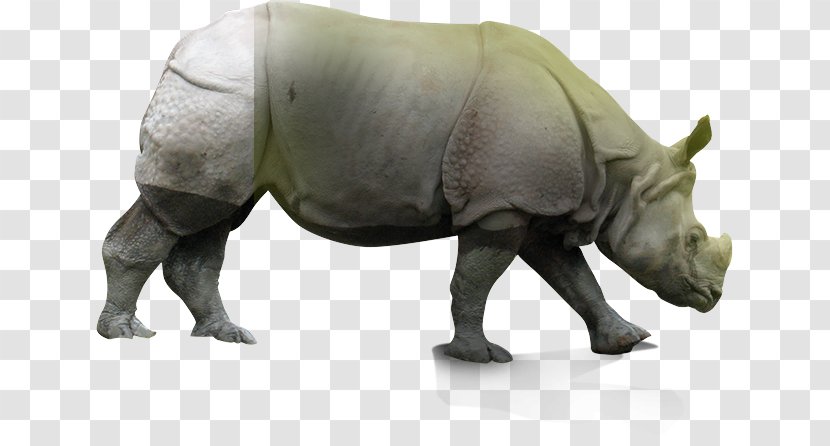 Rhinoceros Terrestrial Animal Snout Wildlife - Sondaicus Annamiticus Transparent PNG