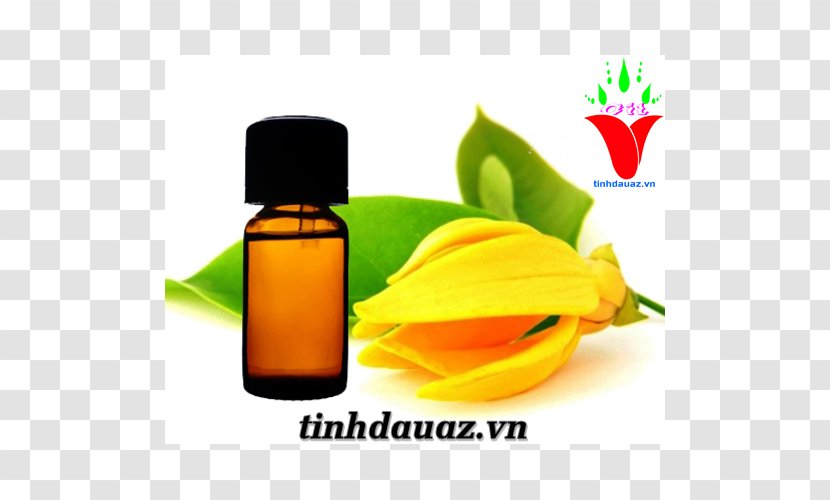 Cananga Odorata Tinh Dầu Ngọc Lan Tây Essential Oil Perfume - Ylang Transparent PNG