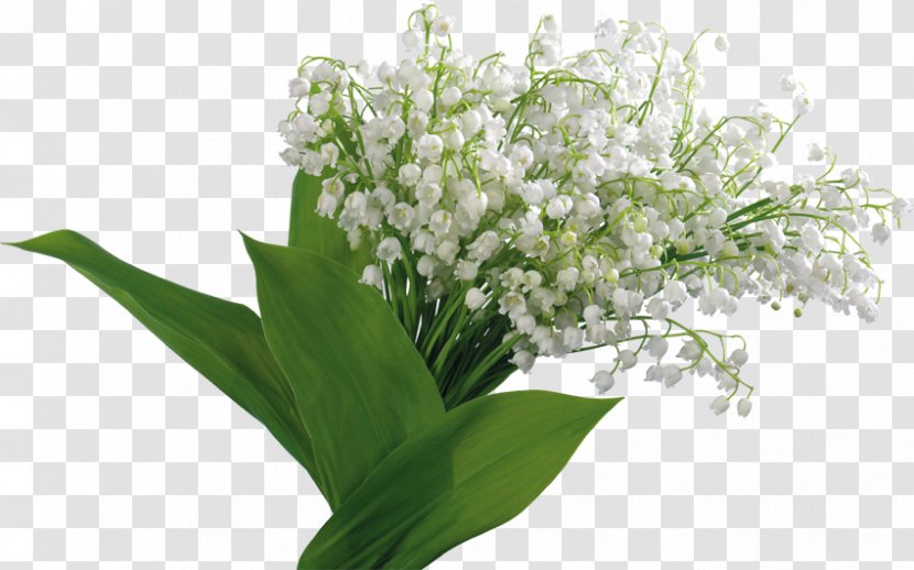 Flower Image Photograph Clip Art Lily Of The Valley Transparent PNG
