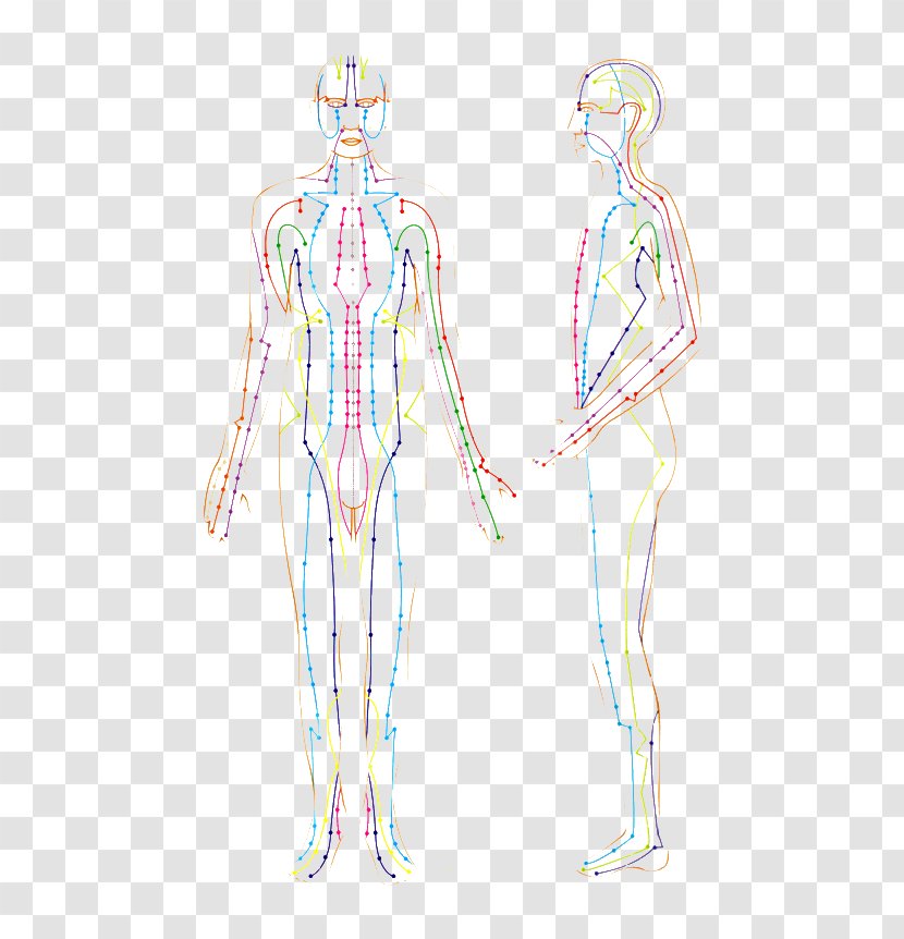 Meridian Acupuncture Human Body Qi Traditional Chinese Medicine - Silhouette - Heart Transparent PNG