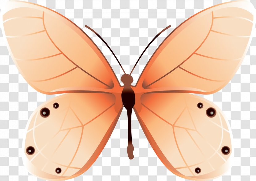 Butterfly Net Moth Insect - Line Art Transparent PNG