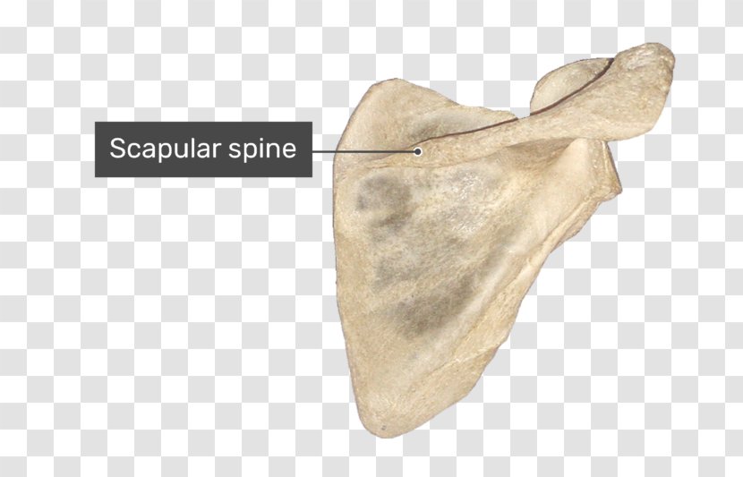Spine Of Scapula Glenoid Cavity Supraspinatous Fossa Infraspinatous - Supraspinatus Muscle Transparent PNG
