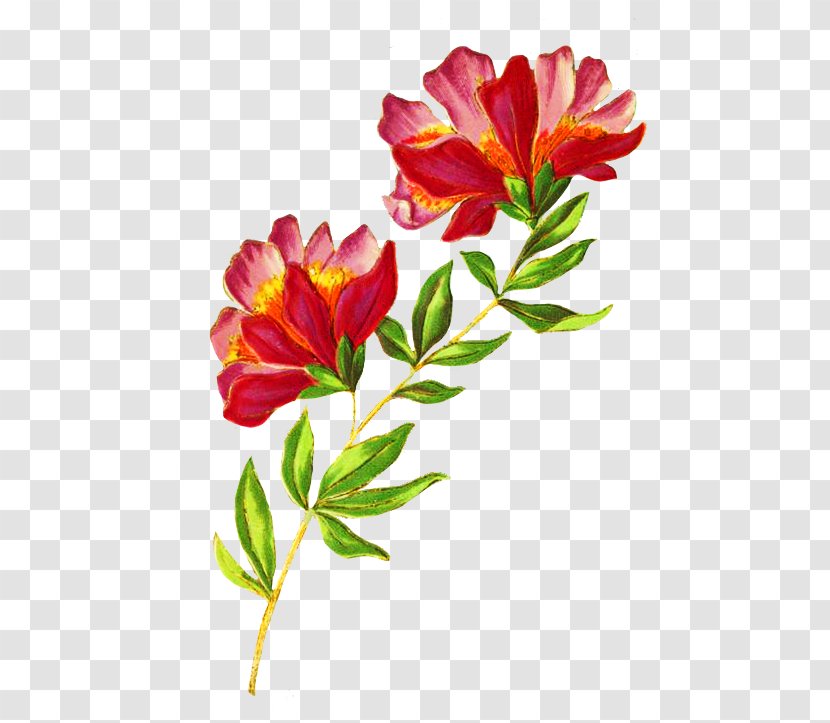 Flower Plant Petal Cut Flowers Pedicel - Stem Freesia Transparent PNG