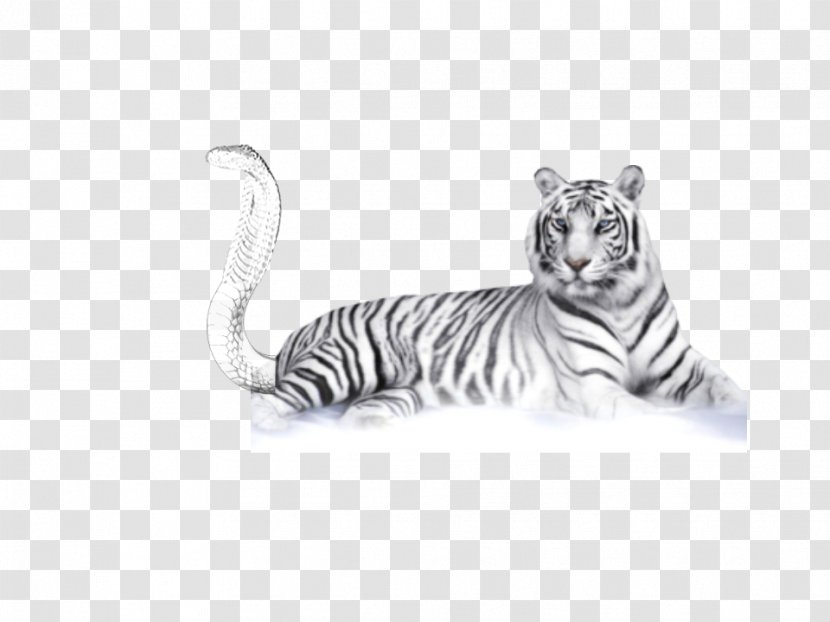 White Tiger Bengal Clip Art - Image Resolution Transparent PNG