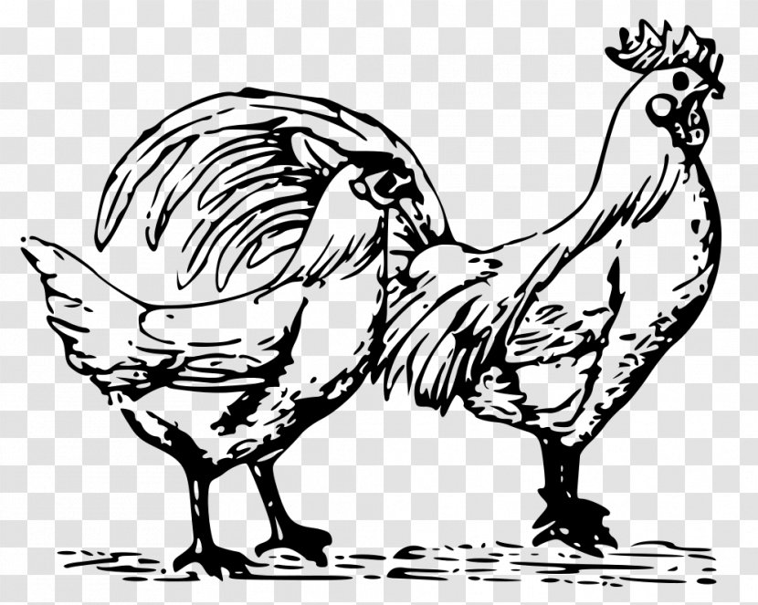 Chicken Bird Rooster Drawing Clip Art - Wing Transparent PNG