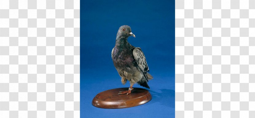 Homing Pigeon Columbidae Smithsonian Institution Cher Ami First World War - Beak - Bird Transparent PNG