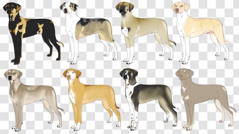 Spanish Greyhound Whippet Sloughi Italian - Dog Like Mammal - Animal Sports Transparent PNG