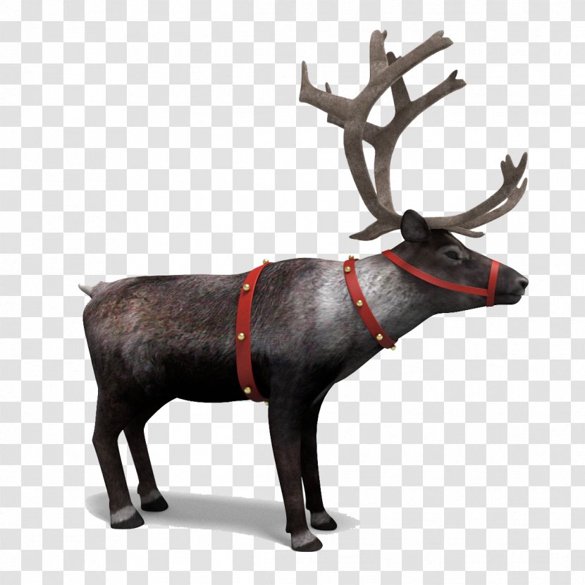 Reindeer 3D Computer Graphics - Elk - Picture Transparent PNG