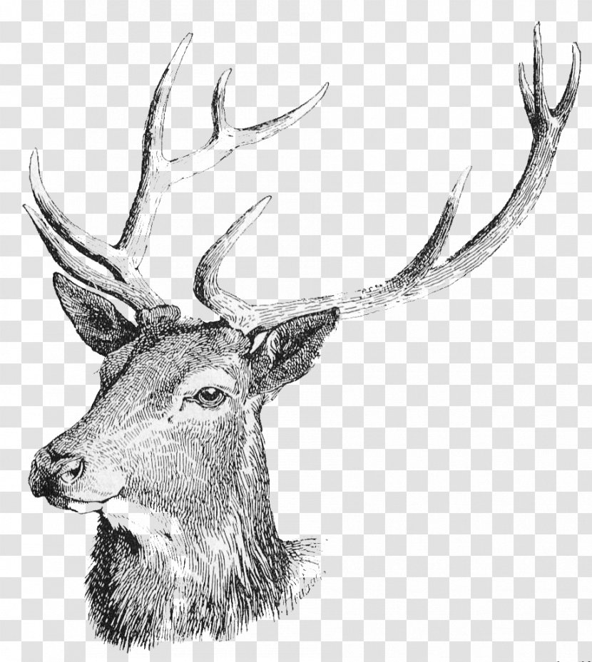 White-tailed Deer Moose Reindeer Clip Art - Monochrome - Head Free Download Transparent PNG