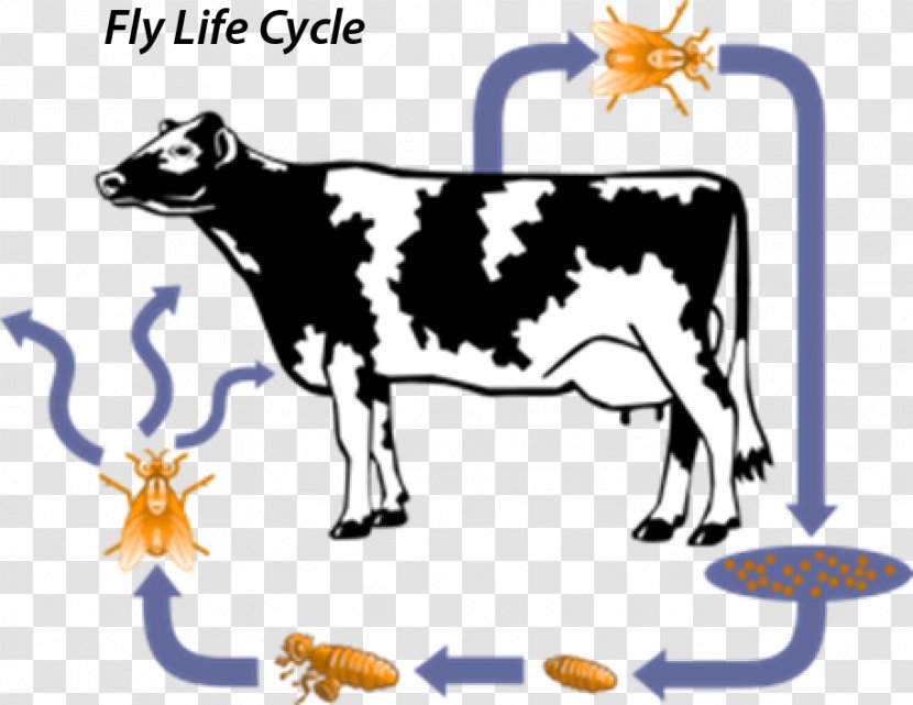 Dairy Cattle The Life Cycle Of A Cow Horn Fly - Livestock - Long Transparent PNG