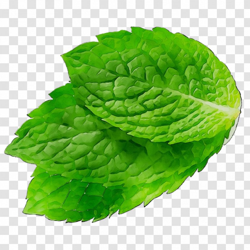 Romaine Lettuce Leaf Spring Greens Spearmint - Vegetable Transparent PNG