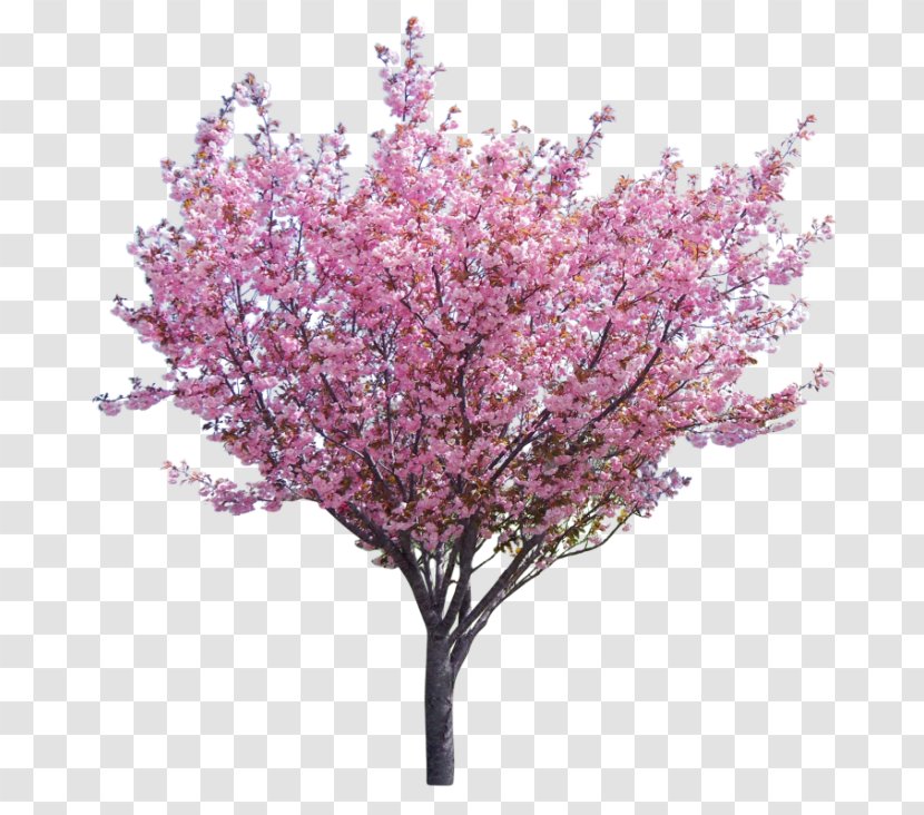 Eastern Redbud Tree Western Branch - Lilac Transparent PNG