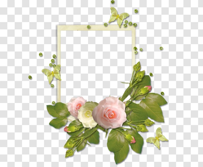 Picture Frame Beach Rose Pink Transparent PNG