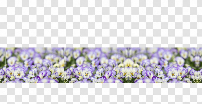 English Lavender Family Violet - Lupin - Geschenkegarten Transparent PNG