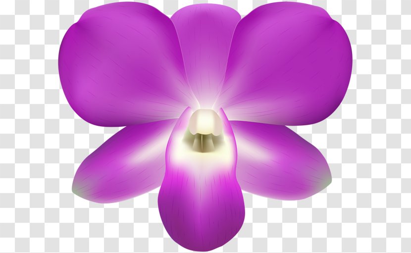 Moth Orchids - Flower - Orchid Transparent PNG