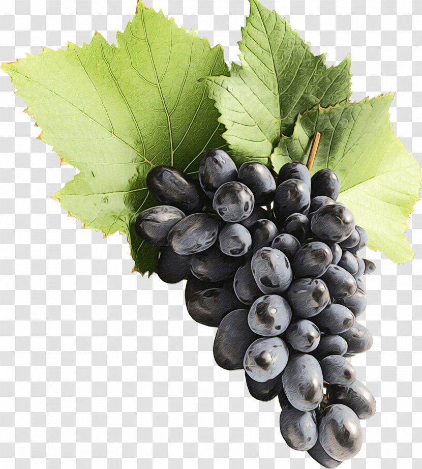 Grape Leaves Grapevine Family Seedless Fruit - Plant - Food Berry Transparent PNG