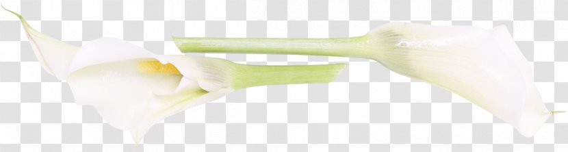 Plant Stem - Cala Transparent PNG