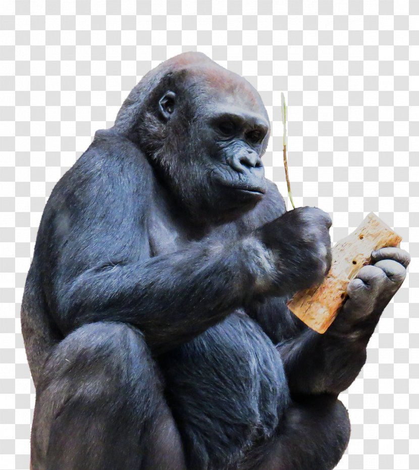Chimpanzee Gorilla Ape Monkey Primate - Fauna Transparent PNG
