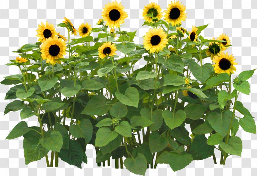 Common Sunflower Flower Garden - Daisy Family - Gazania Transparent PNG