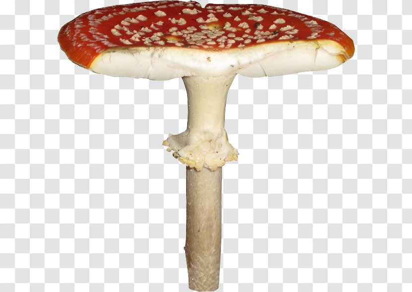 Mushroom 2403 (عدد) 2404 Fungus Transparent PNG