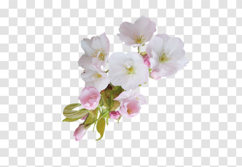 Flower Blossom Clip Art - Cherry - Shabby Chic Transparent PNG