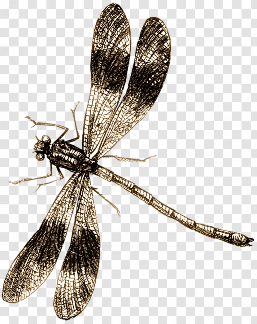 Dragonfly Drawing Clip Art - Arthropod - Flying Transparent PNG