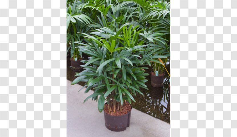 Arecaceae Rhapis Excelsa Houseplant Chinese Evergreens - Sansevieria - Plant Transparent PNG