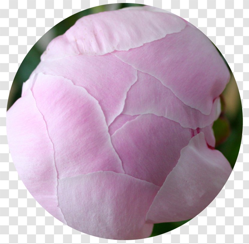 Cabbage Rose Pink M Petal Peony RTV Transparent PNG