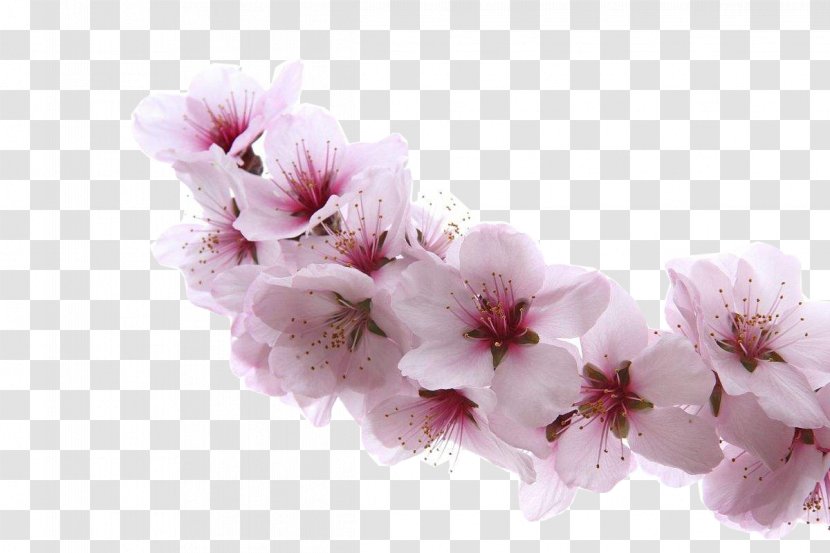 Almond Blossoms Apricot Flower Cherry - A Blossom Transparent PNG