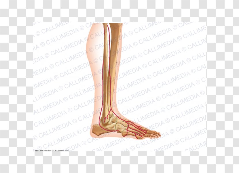 Calf Ankle Arm Knee - Flower Transparent PNG