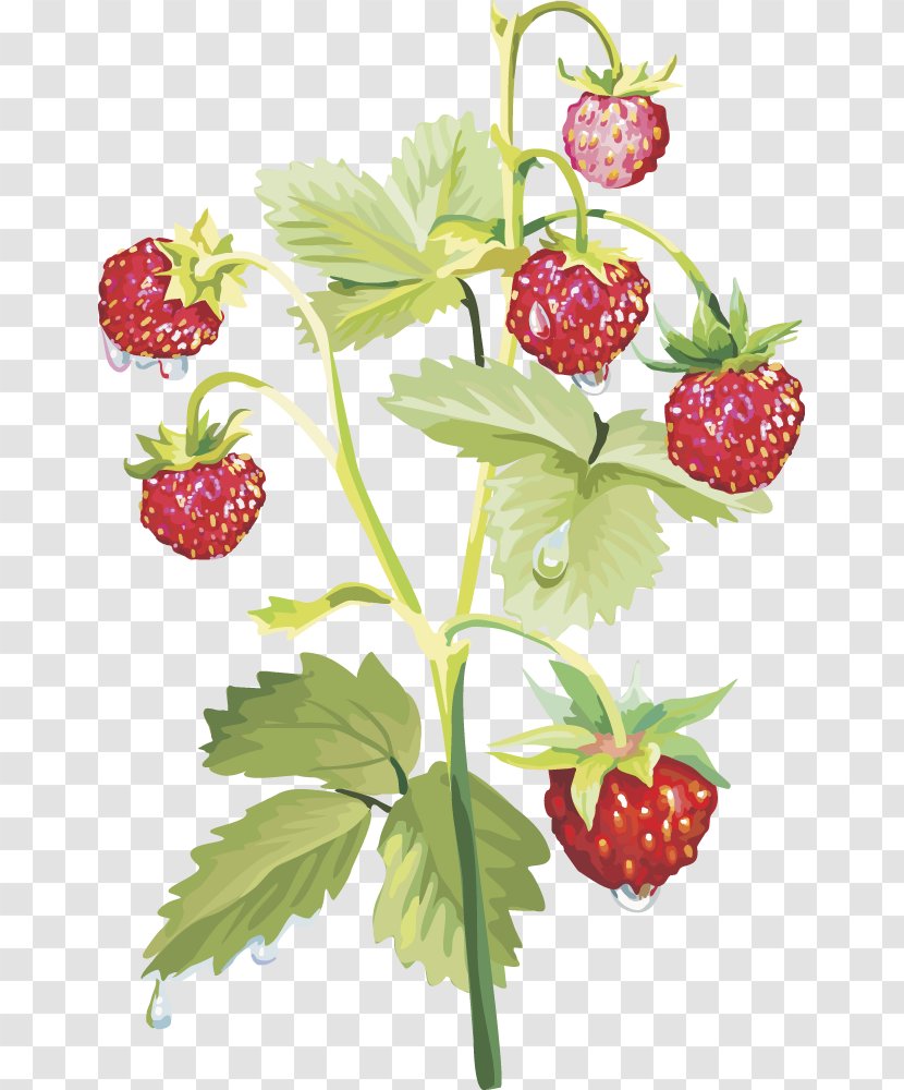 Musk Strawberry Food - Flower - Vector Fruit Transparent PNG