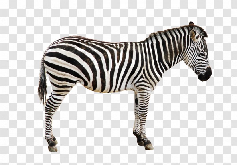 Zebra Icon - Wildlife - Black Transparent PNG