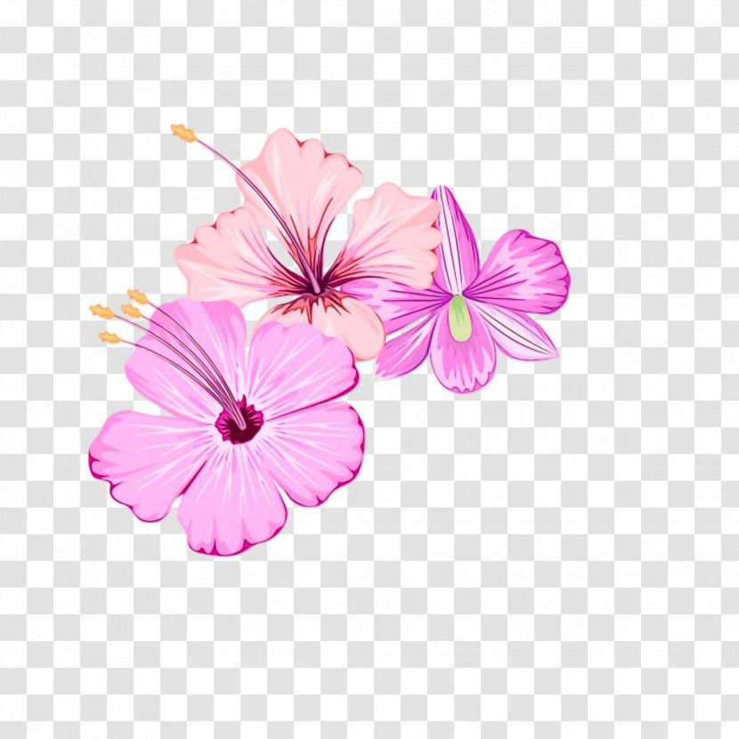 Pink Petal Flower Plant Flowering - Paint - Mallow Family Morning Glory Transparent PNG