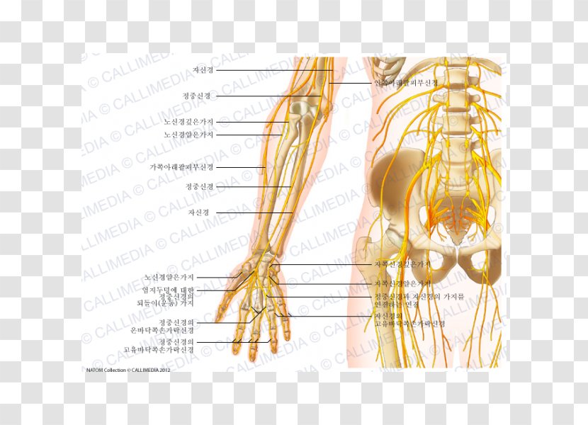 Nerve Anterior Compartment Of The Forearm Anatomy - Flower - Arm Transparent PNG