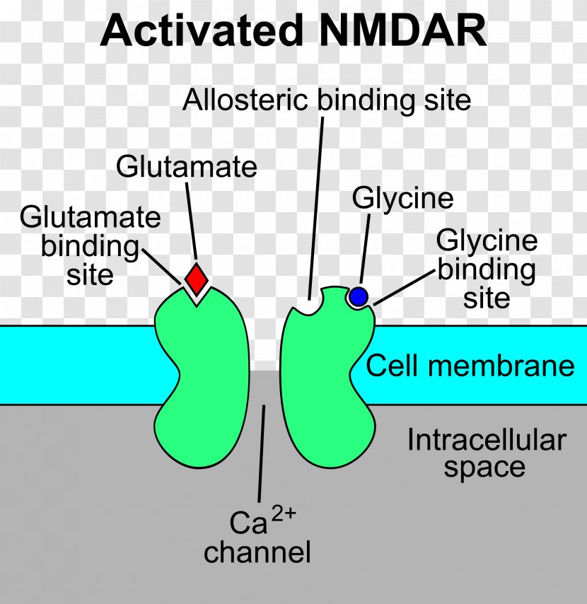N-Methyl-D-aspartic Acid NMDA Receptor Glutamate - Flower - Watercolor Transparent PNG