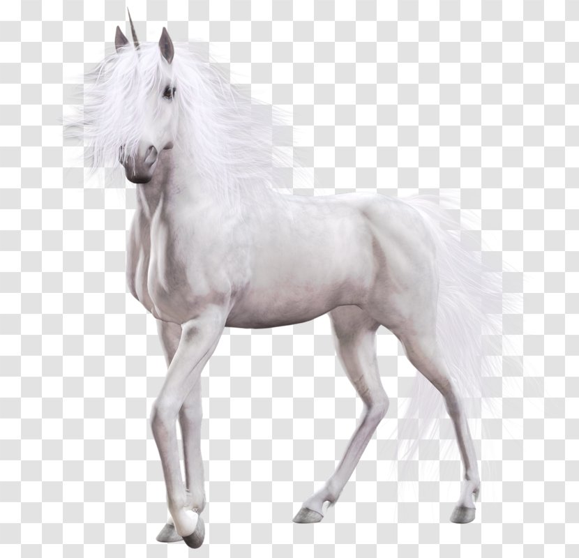 Horse Unicorn Clip Art - Mare Transparent PNG