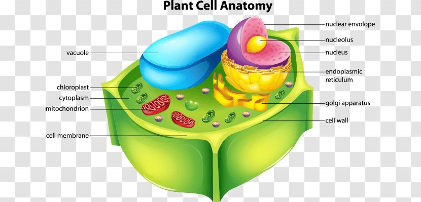 Plant Cell Cèl·lula Animal - Frame Transparent PNG