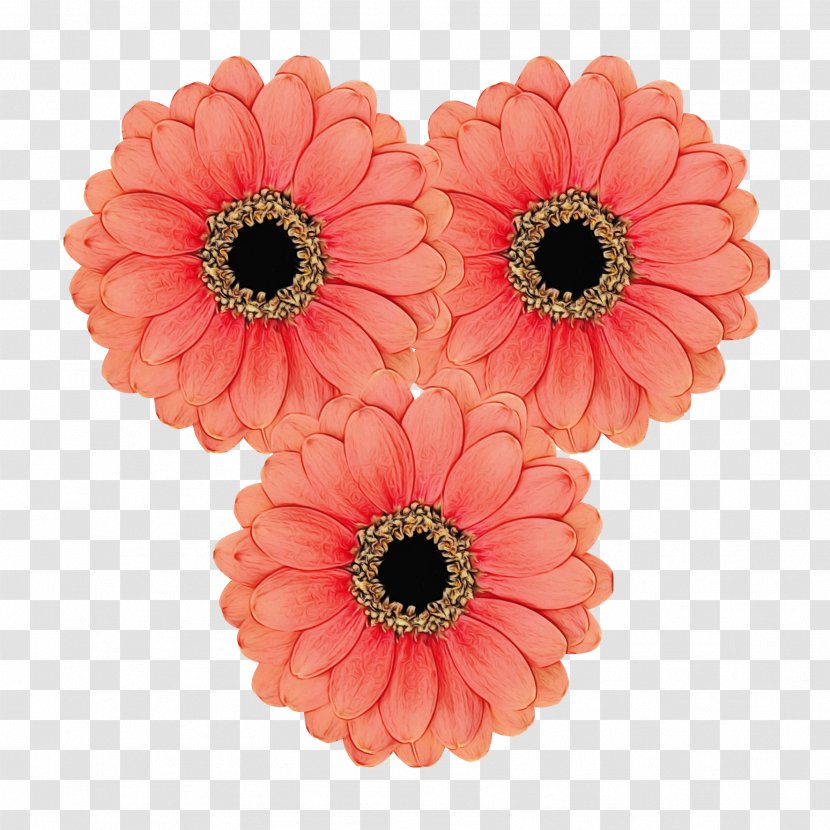 Transvaal Daisy Florist Holland B.V. Cut Flowers Floristry Product - Discounts And Allowances Transparent PNG