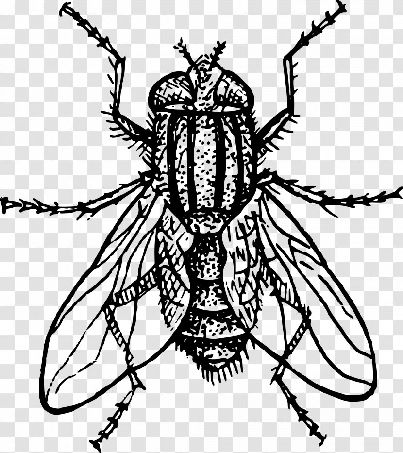 Insect Housefly Drawing - Musca - House Fly Transparent PNG
