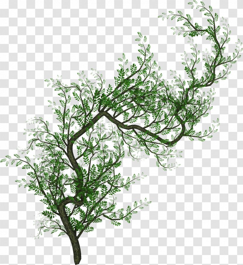 Tree Information Clip Art - Plant - Vines Transparent PNG